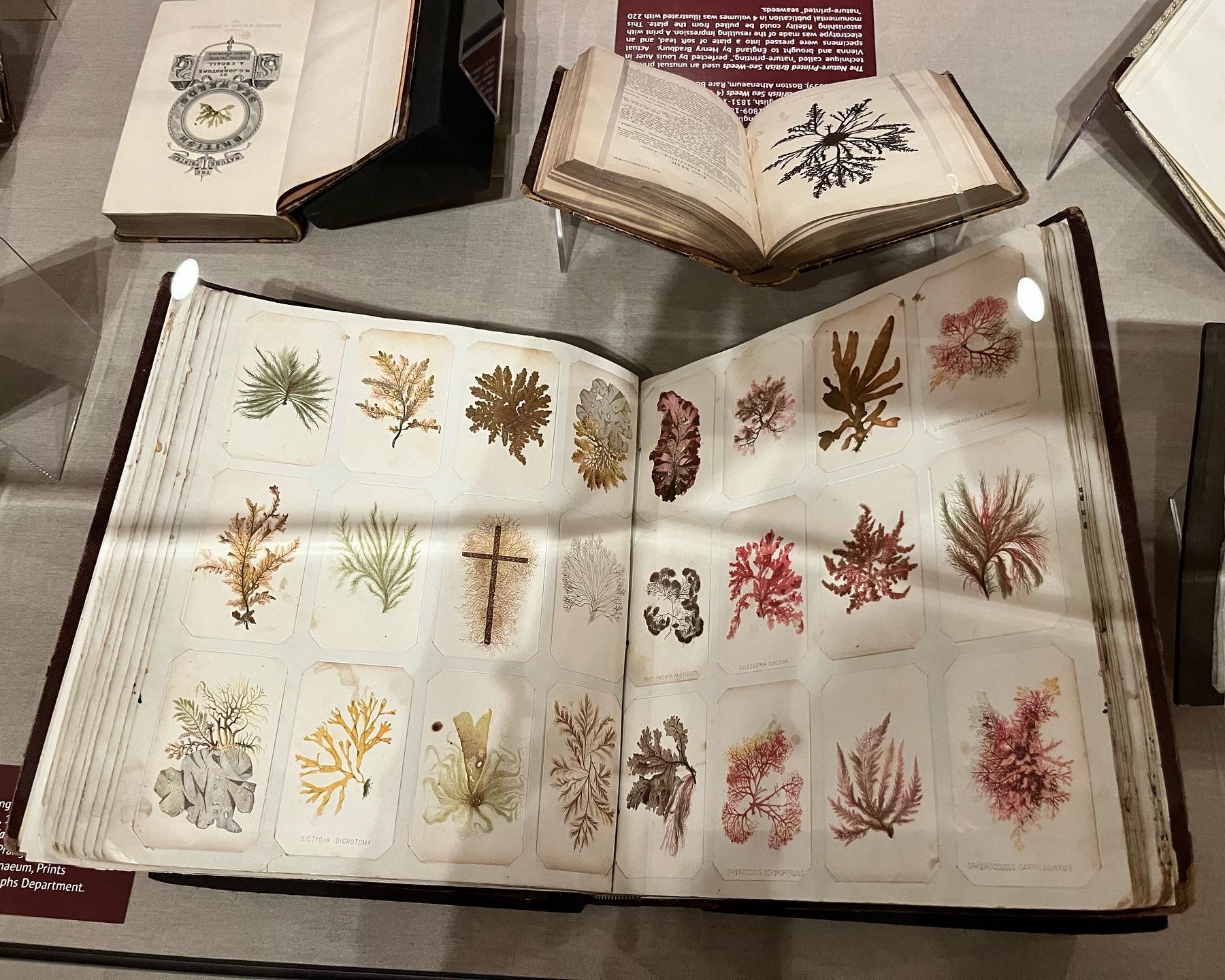 A Singularly Marine & Fabulous Produce: The Cultures of Seaweed – Exhibition Catalogue