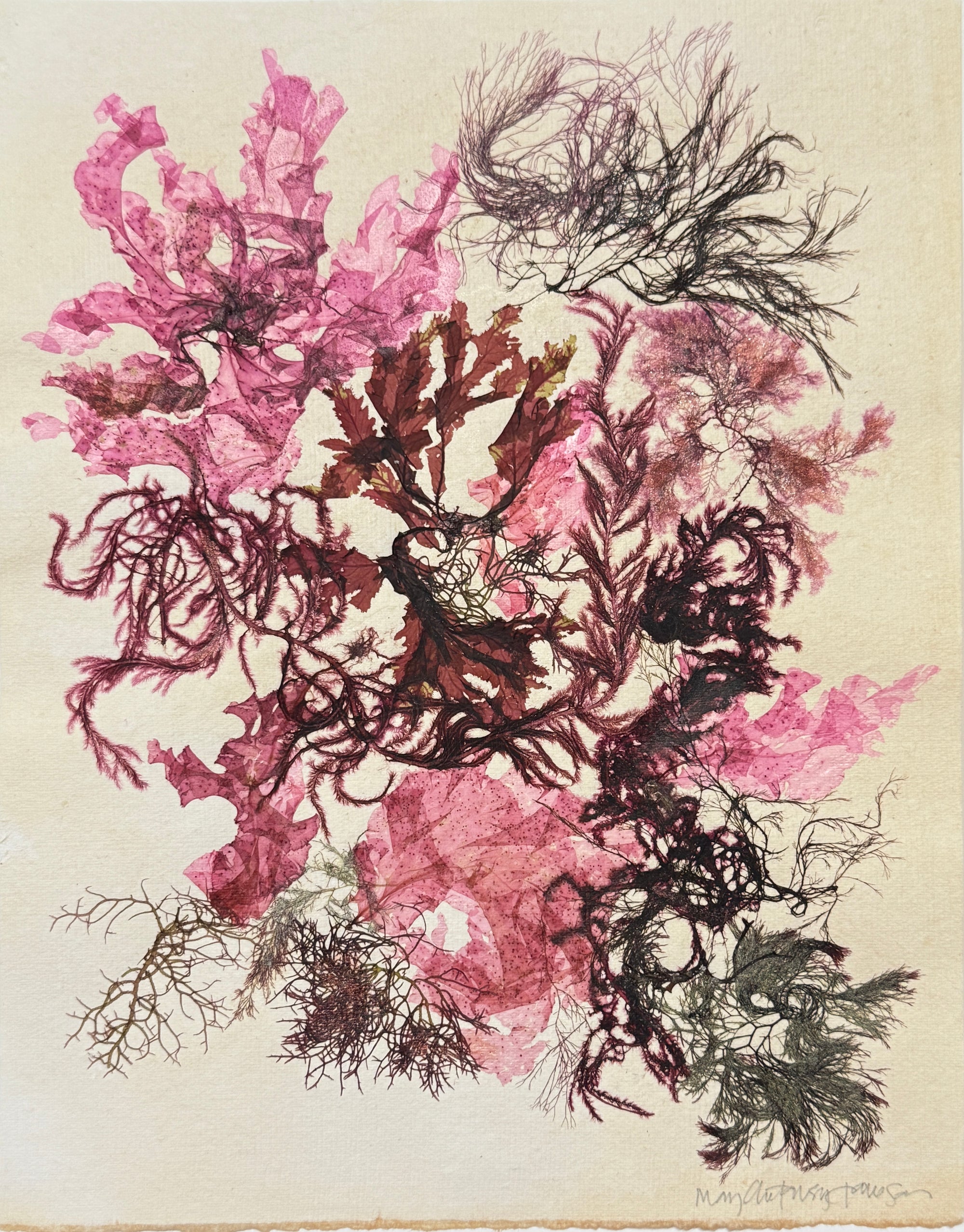 Original Seaweed Botanical Pressing: Tide Pool Series: Vintage Collage I