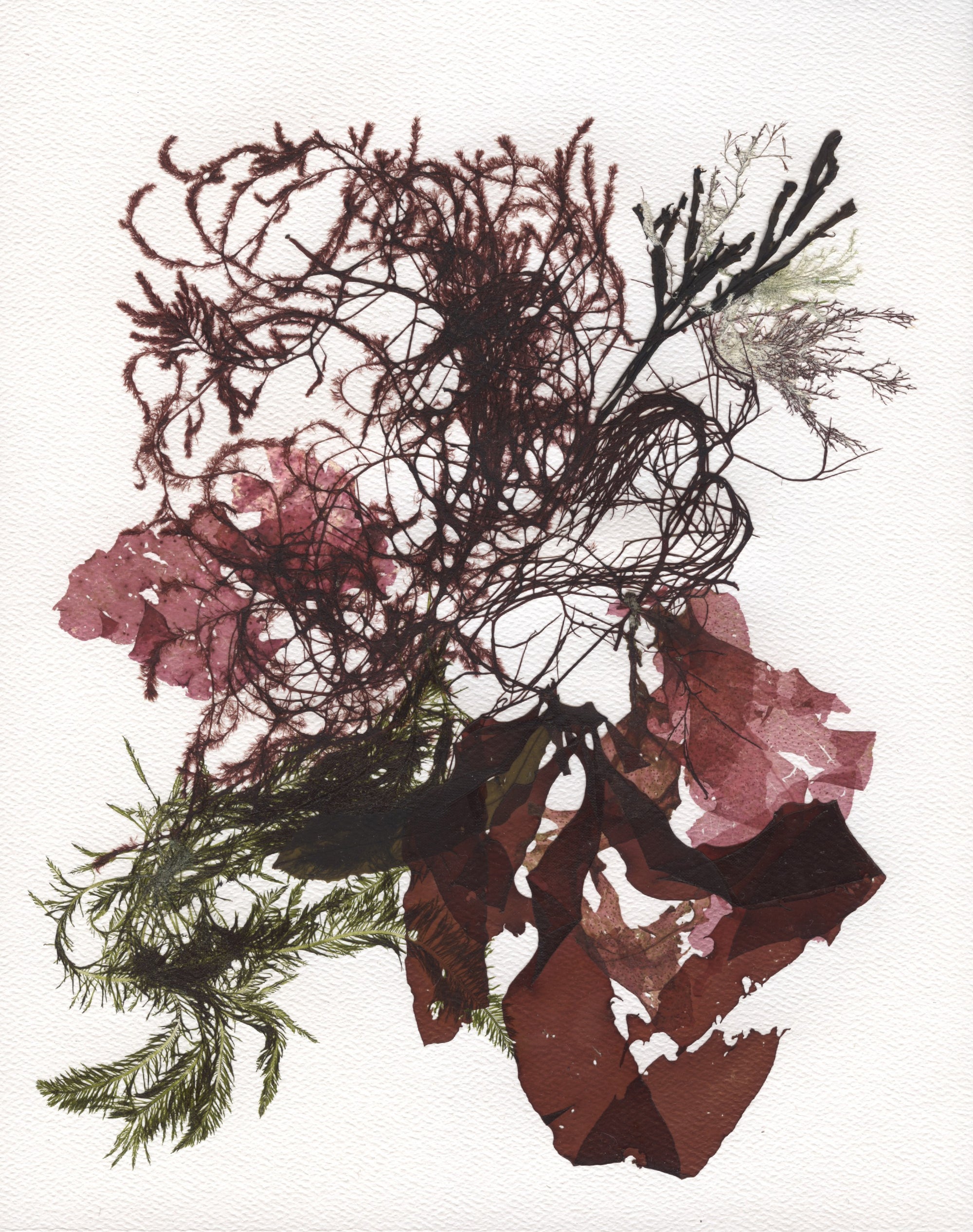 Original Seaweed Botanical Pressing: Tide Pool Series: Black Point