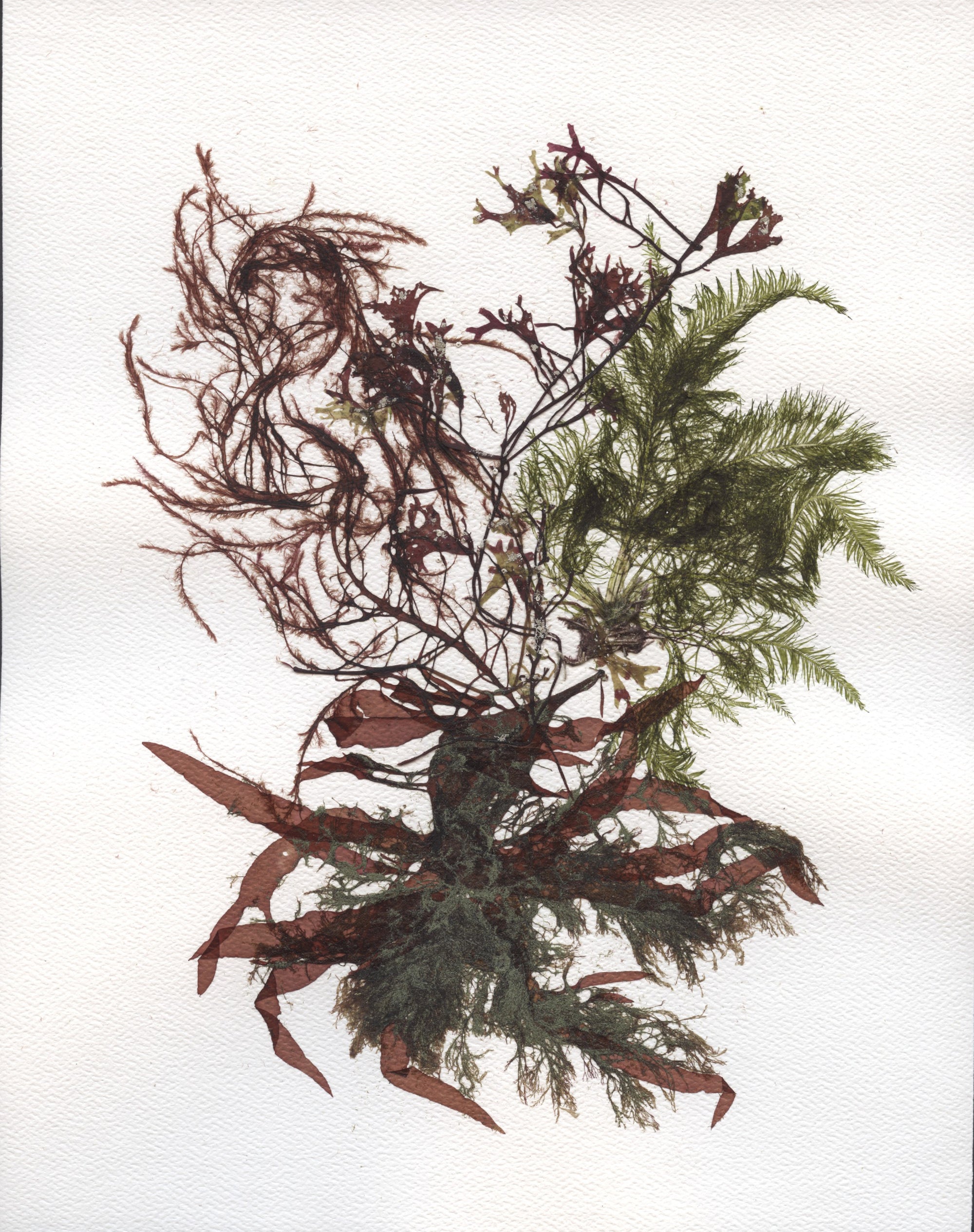 Original Seaweed Botanical Pressing: Tide Pool Study: Musselbed Shoals