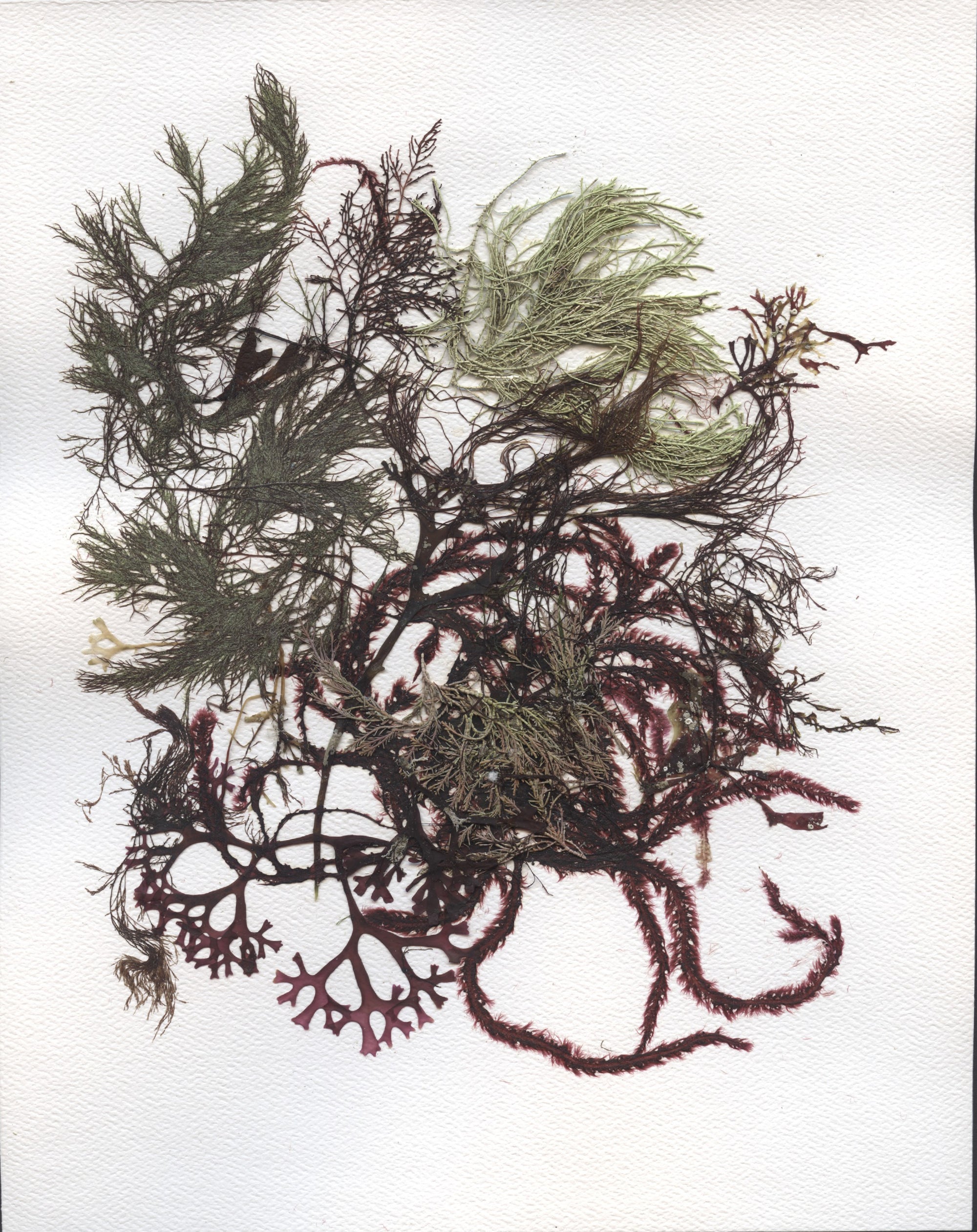 Original Seaweed Botanical Pressing: Pebble Beach