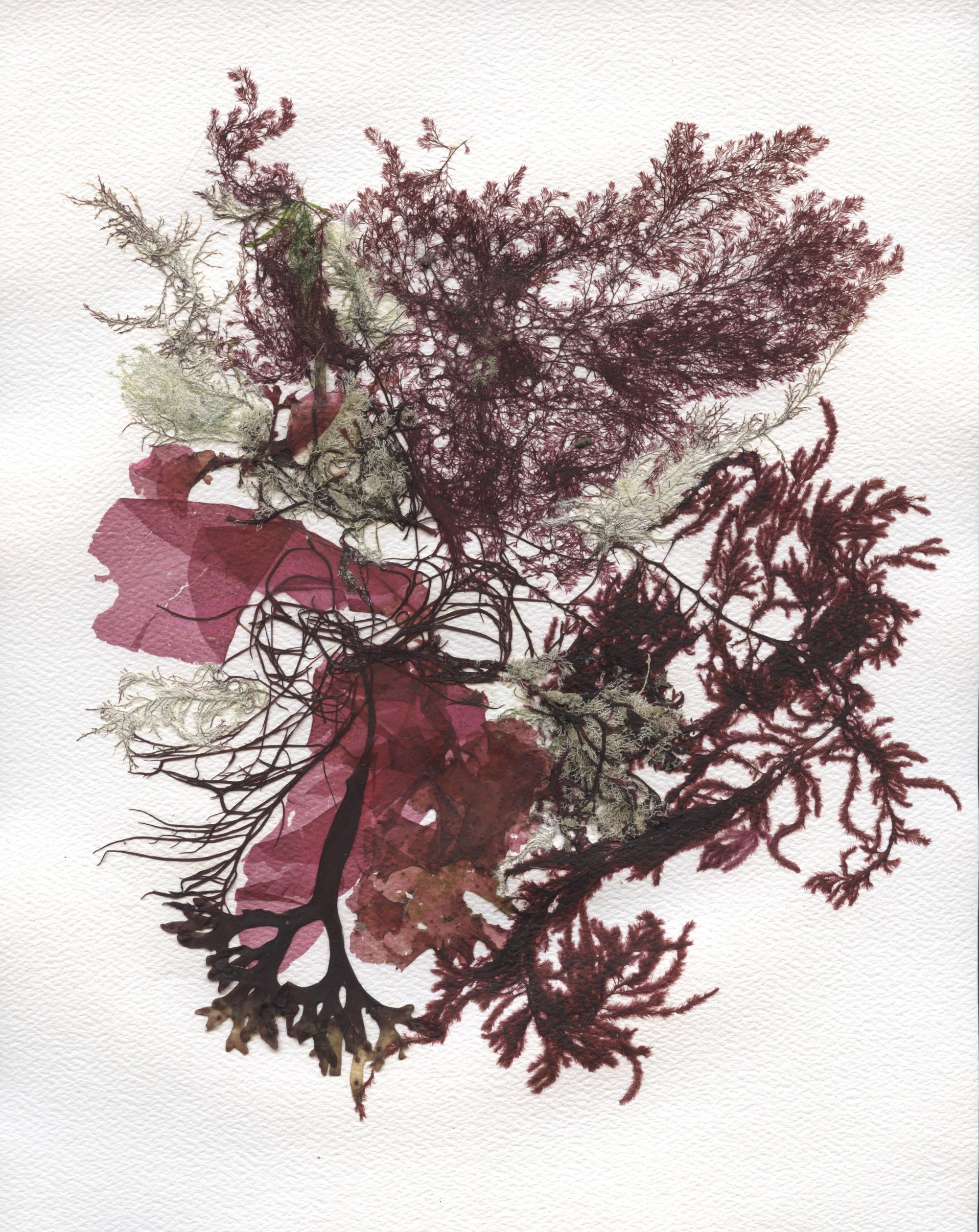 Original Seaweed Botanical Pressing: Tide Pool Series: Sandy Point