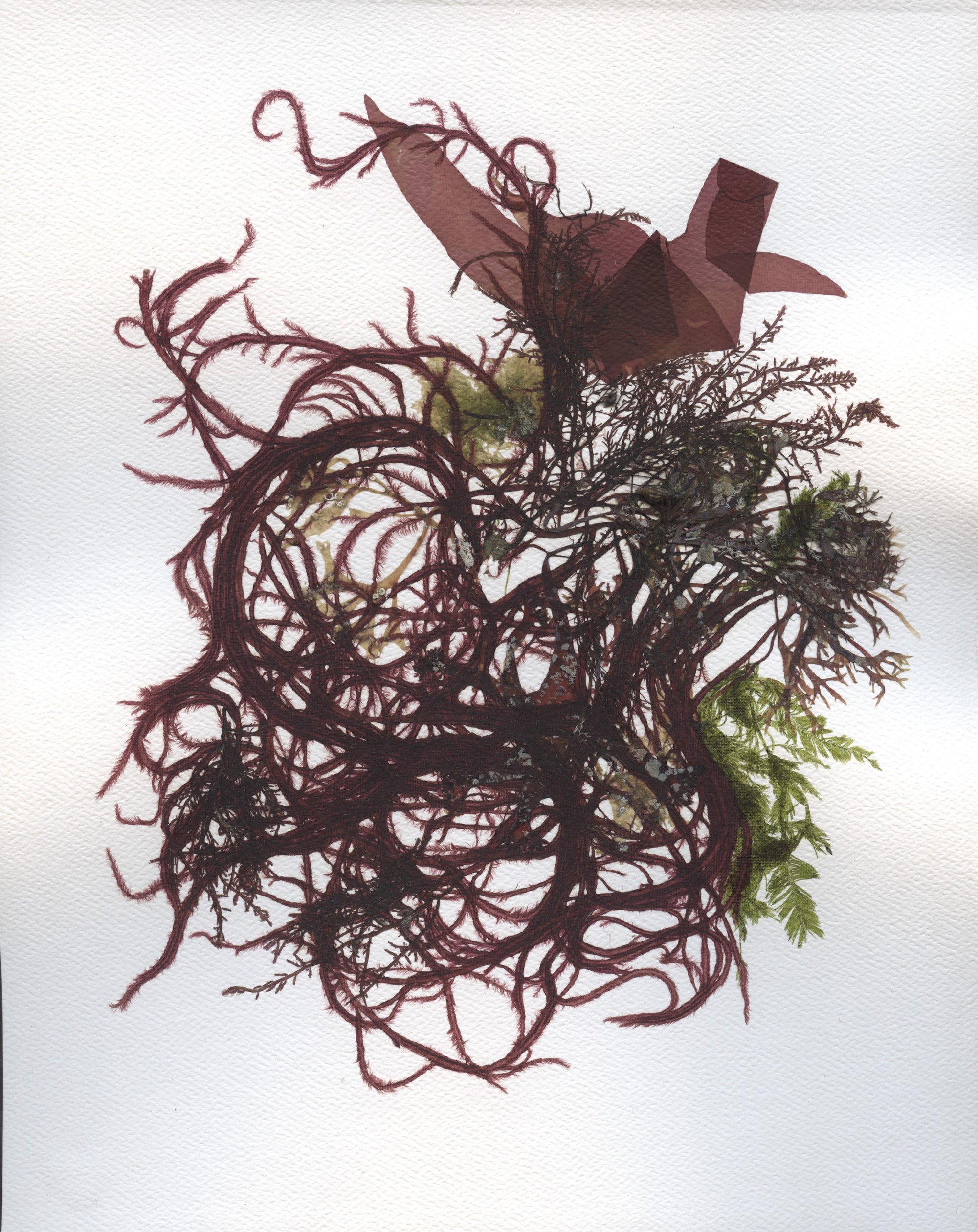 Original Seaweed Botanical Pressing: Tide Pool Study: Seaweed and Shells