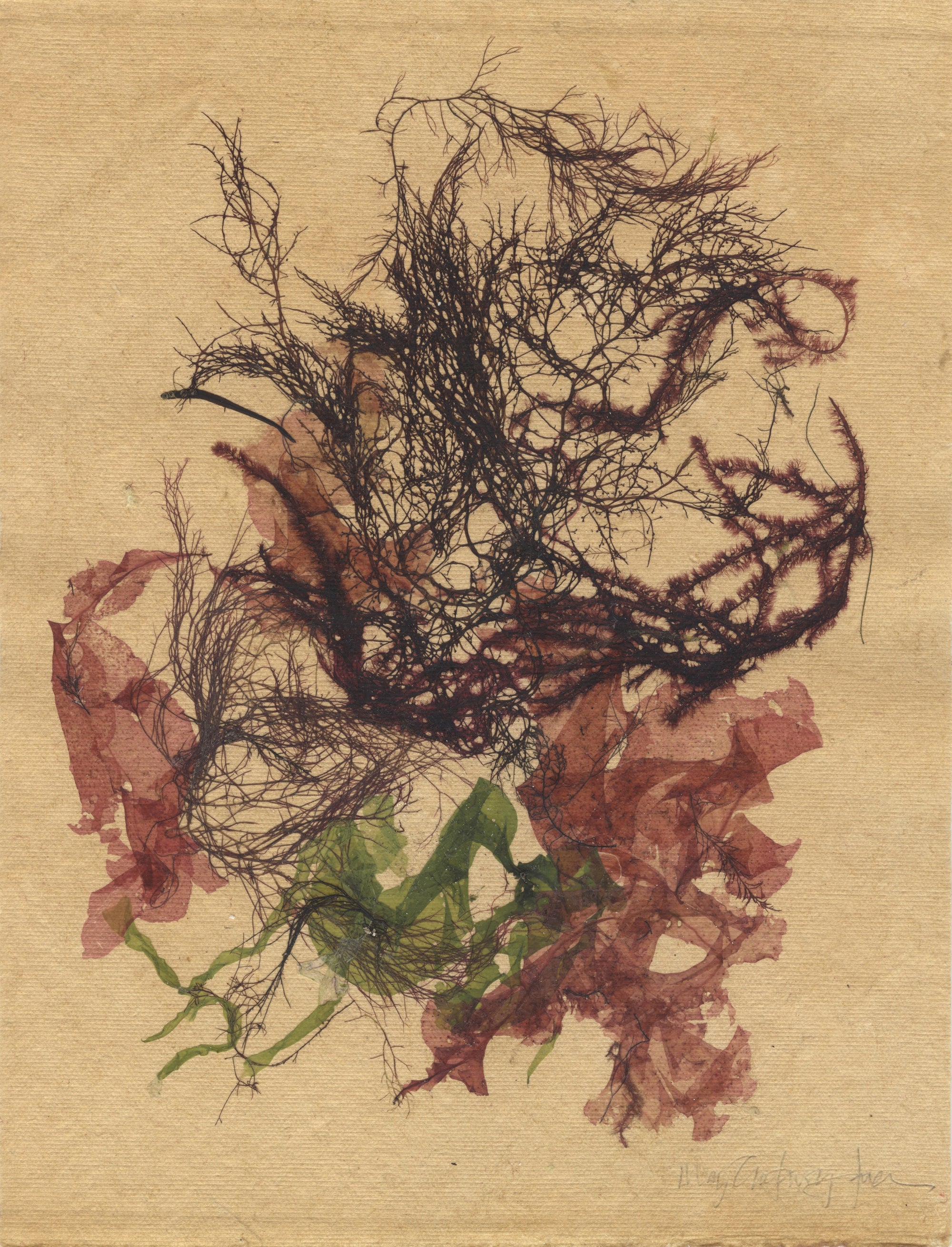 Original Seaweed Botanical Pressing: Vintage Seaweed Collage I