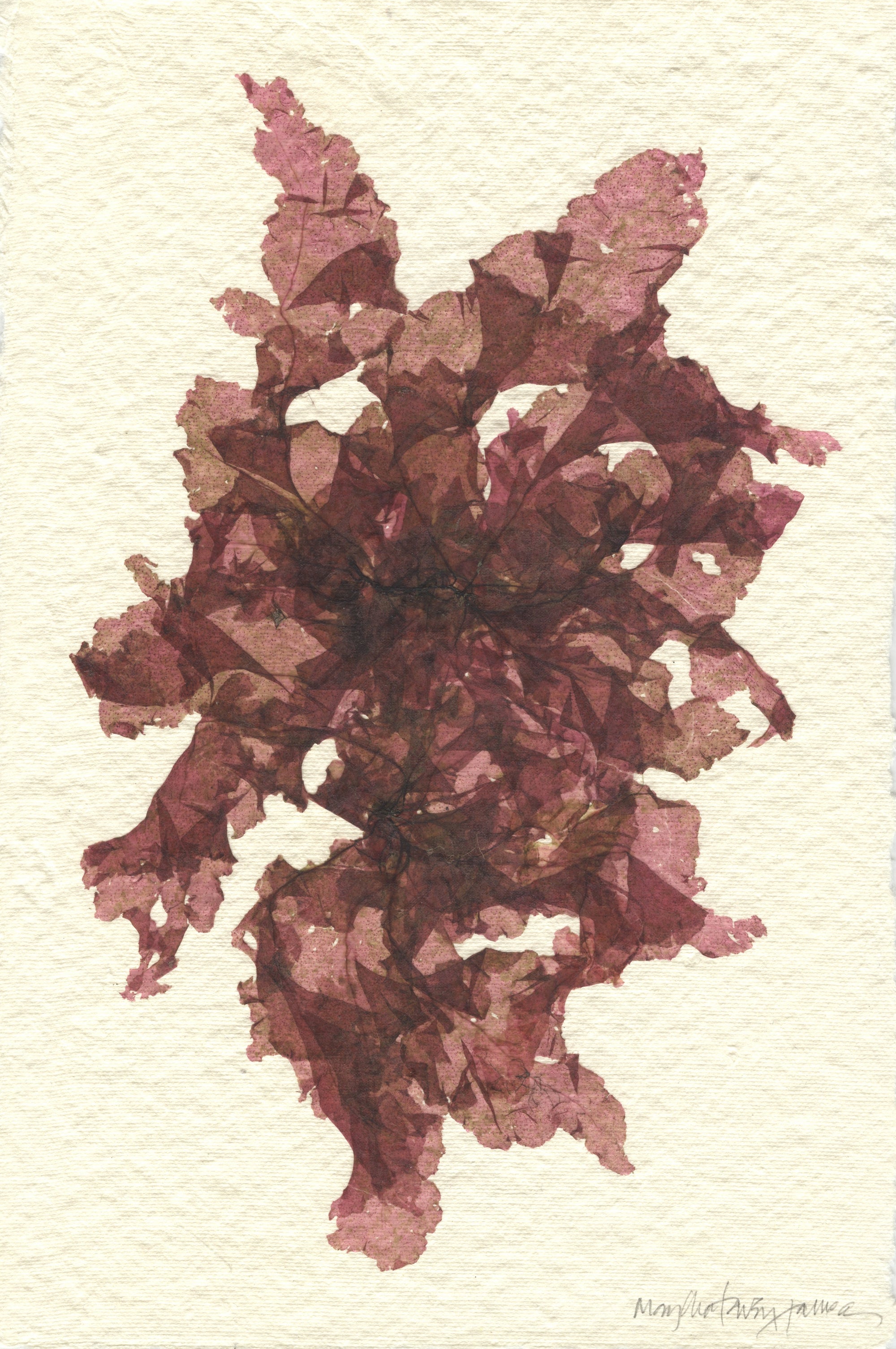 Original Seaweed Botanical Pressing: Vintage Grinnell