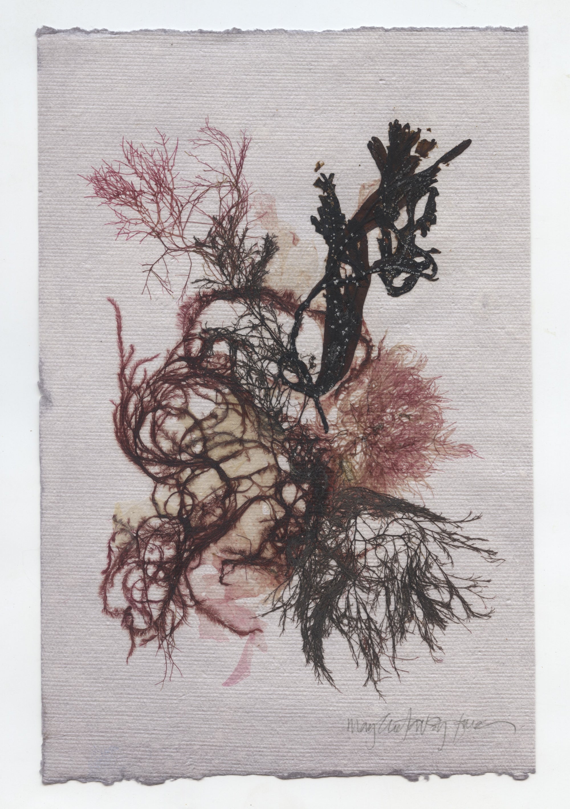 Original Seaweed Botanical Pressing: West Cove Collage I