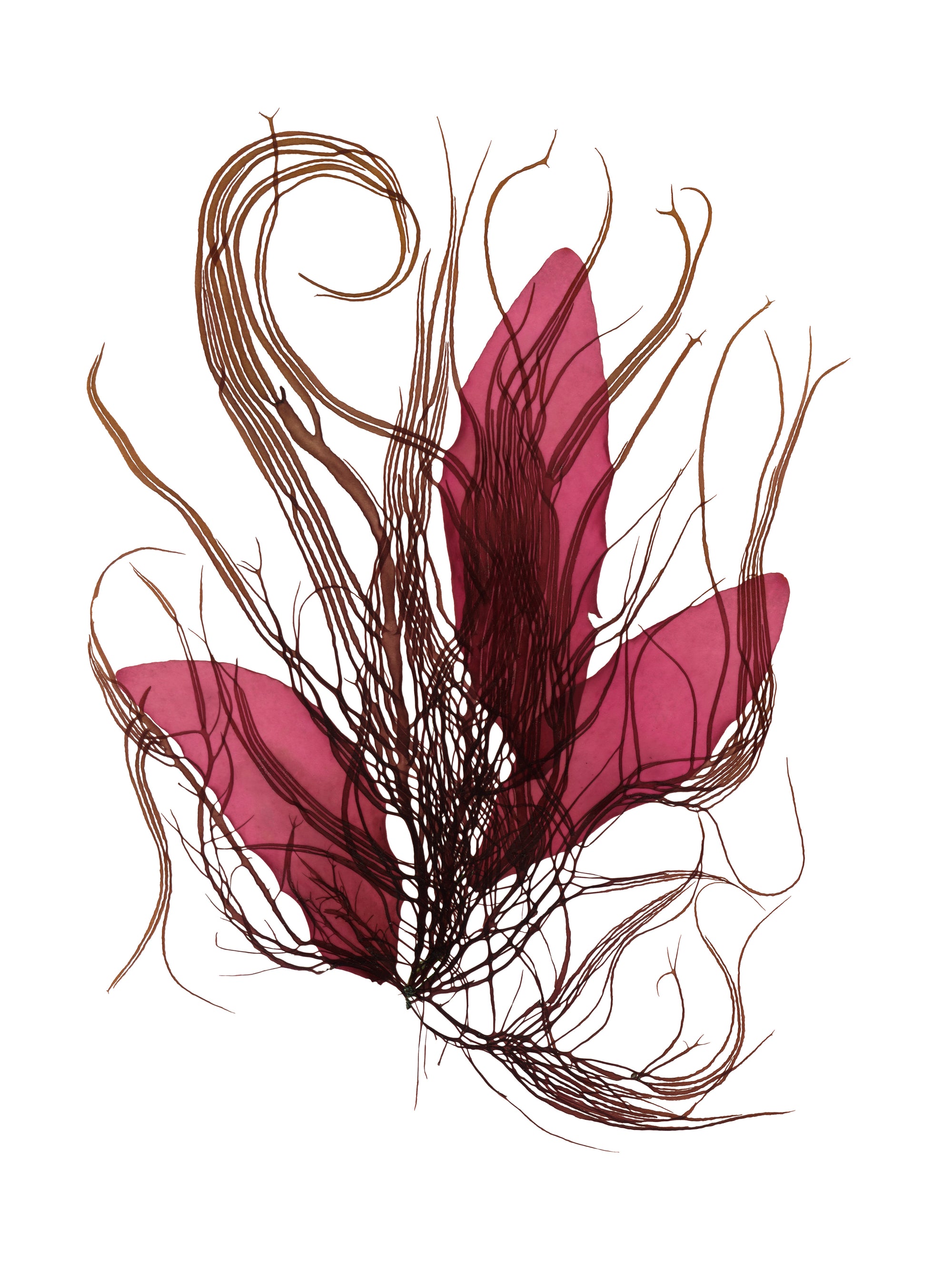 Custom Seaweed Pressing Workshop, Bachelorette Package