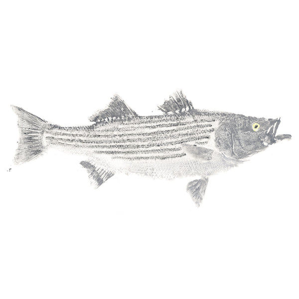 Striped Bass + Enrico Puglisi Pin Fish Print - BobWhite Studio