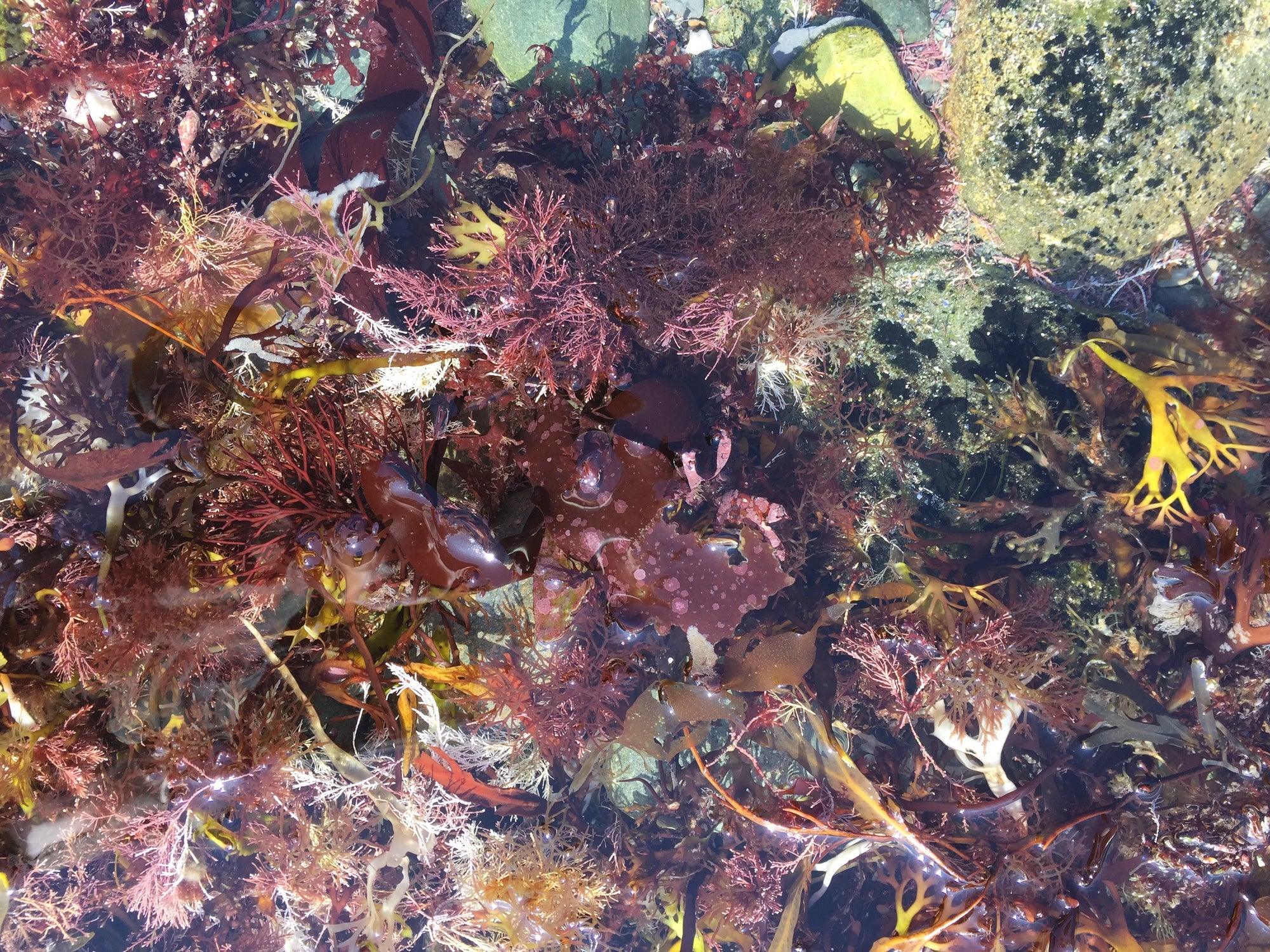 Tide Pool Series: Brenton Point Sugar Kelp Collage