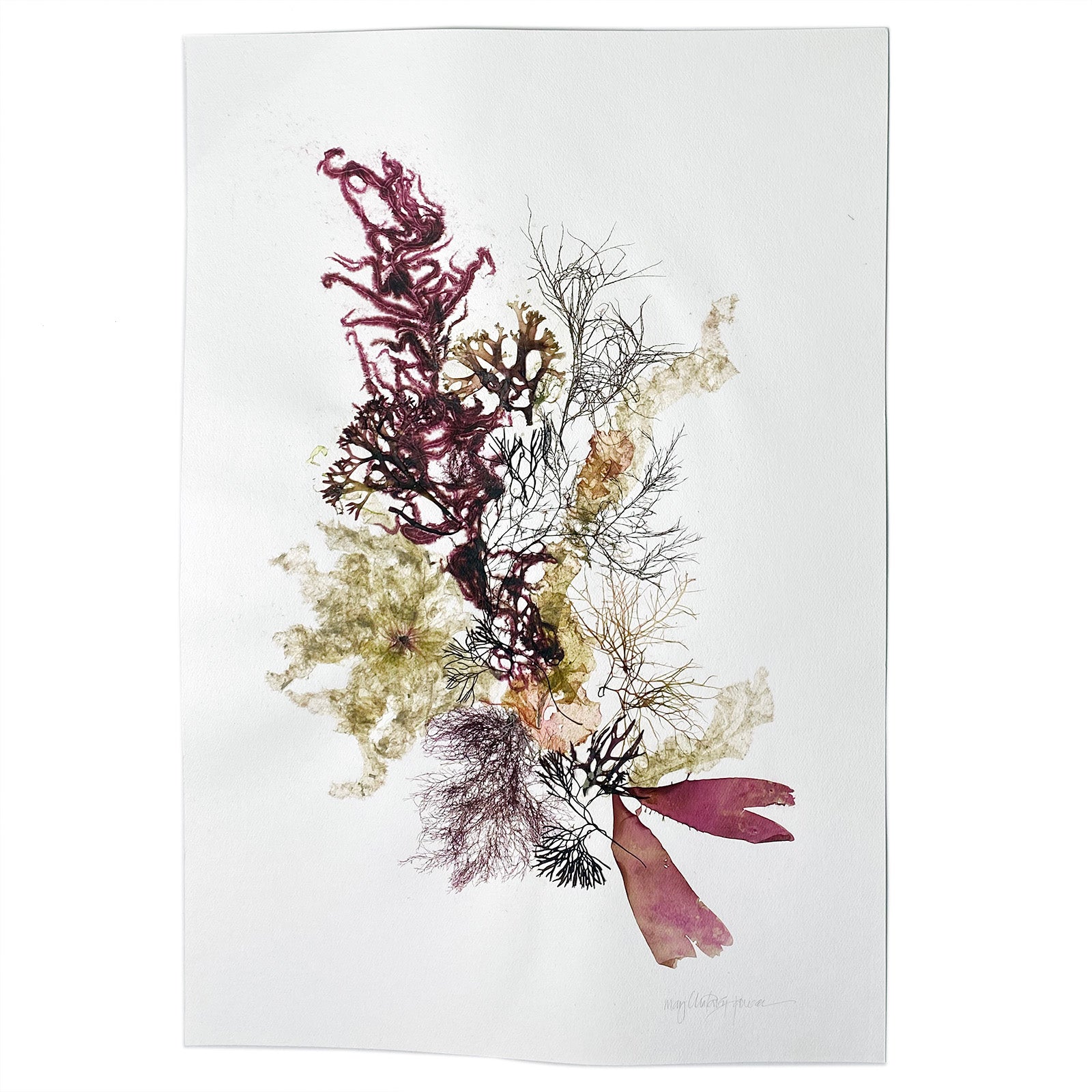 Original Marine Botanical Pressing: Summer Seaweed Collage